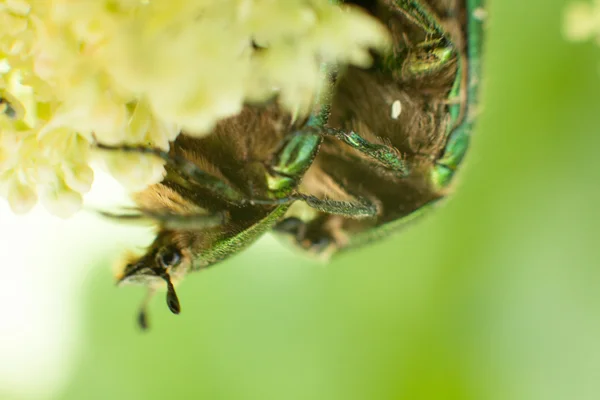 Chafer scarabée sur les plantes à fleurs des prairies — Photo