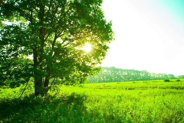 Groen veld en eenzame boom — Stockfoto