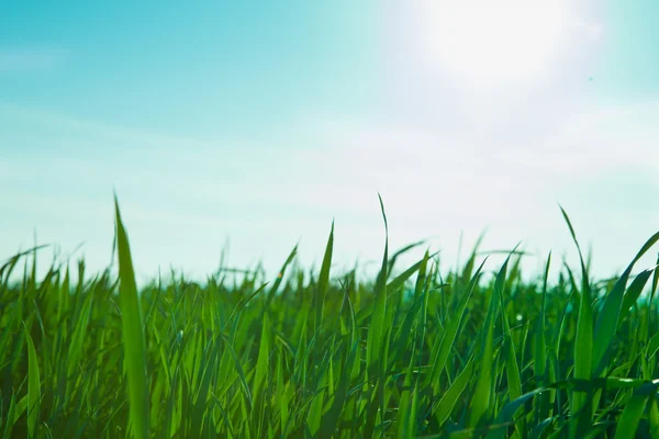 Färsk gräsmatta på morgonen — Stockfoto