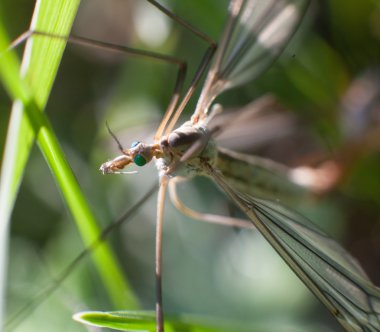 vahşi sinek chironomidae chironomus riparius tarafında