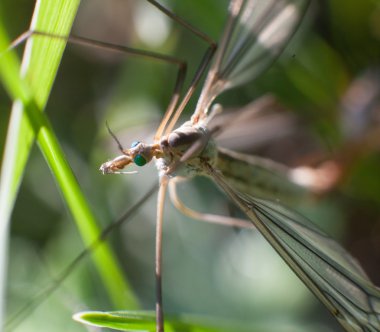 side of wild fly chironomidae chironomus riparius clipart