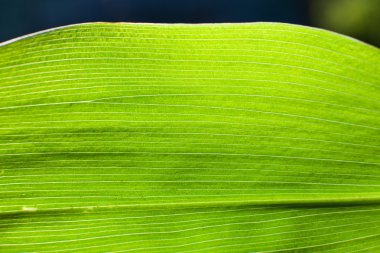 natura może być piękne.