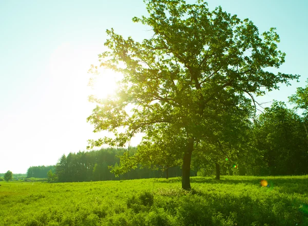 Sunrise ağacın arkasında