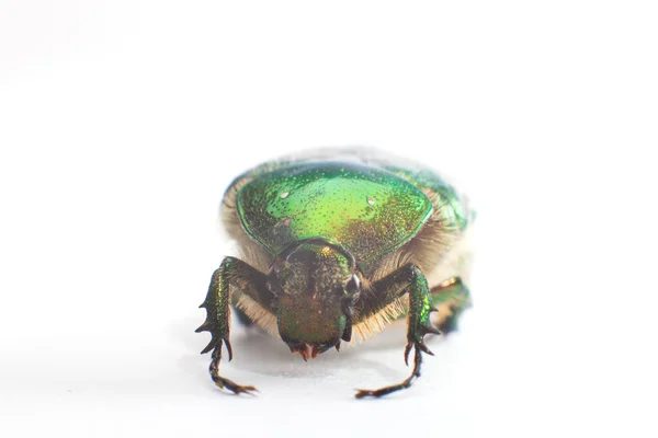 Escarabajo verde sobre fondo blanco —  Fotos de Stock