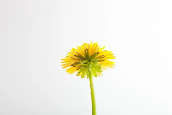 Bellissimo dente di leone isolato su bianco — Foto Stock