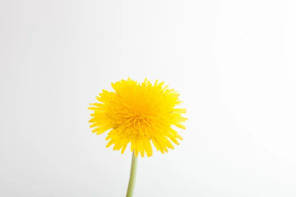 Mooie paardebloem geïsoleerd op wit — Stockfoto