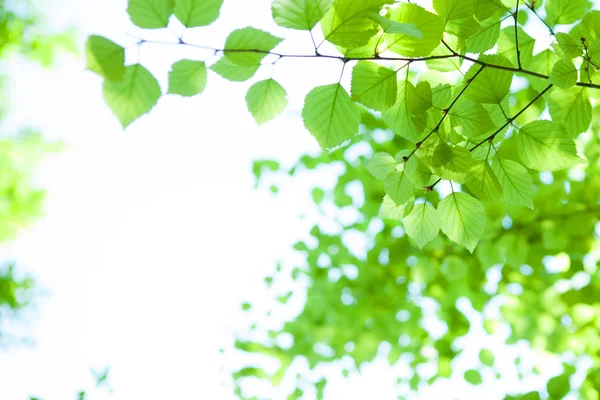 Fogliame su sfondo sfocato — Foto Stock