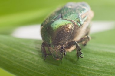 Makro yeşil Cetonia aurata