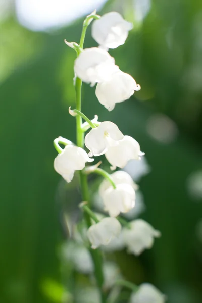 Lirio del valle — Foto de Stock