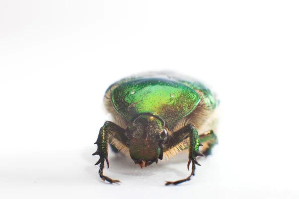 Scarab Terisolasi — Stok Foto