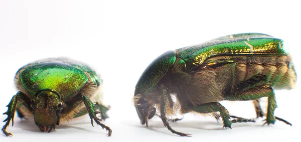 Beetle — Stock Photo, Image