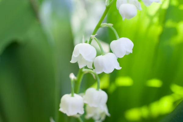 Lily of the valley — Stock Photo, Image