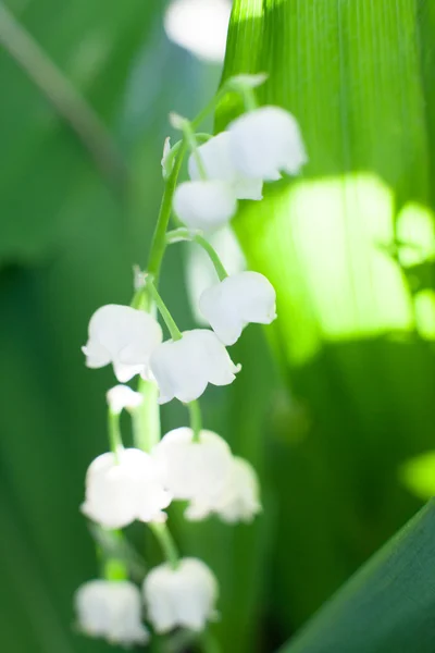 Lily of the valley — Stock Photo, Image