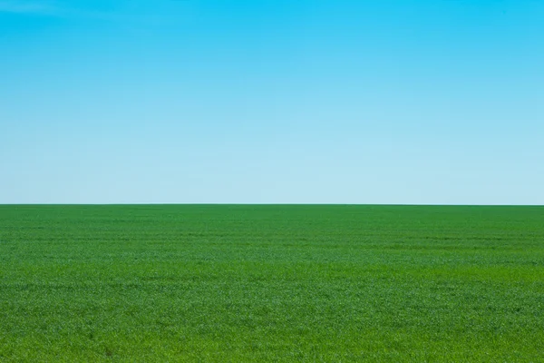 Grasland — Stockfoto