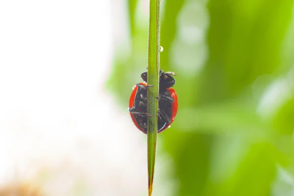 Güzel uğur böceği — Stok fotoğraf