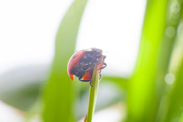 Ladybug on green grass. — Stock Photo, Image