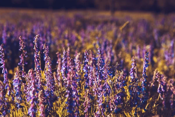 Détail des fleurs lilas en fleurs — Photo