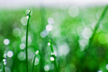 Taze bahar çimeni arka planı