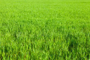 Taze yeşil çimenler