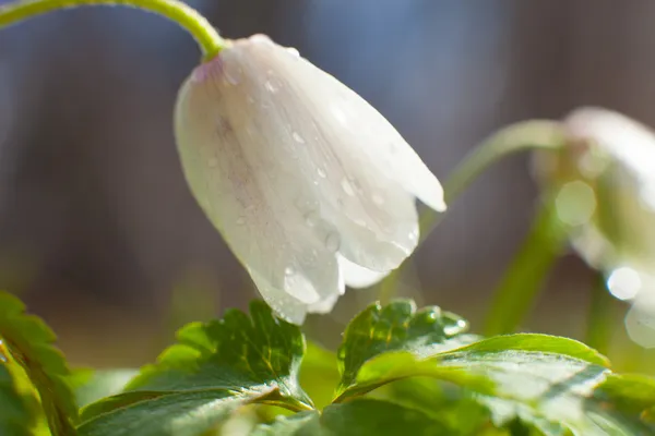 Gouttes de neige — Photo