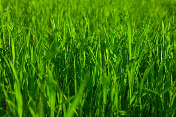 Fondo de hierba verde real —  Fotos de Stock