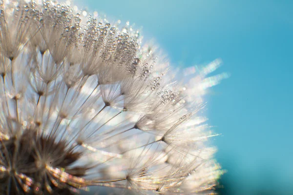 Dandelion blowing seeds — Stock Photo, Image