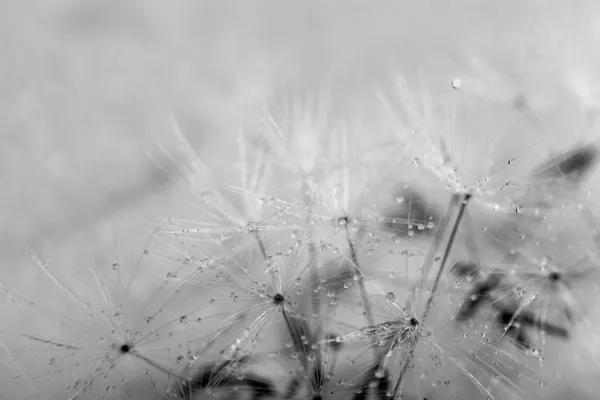 Close-up on the umbrellas that hold the seeds of a dandelion. — Stock Photo, Image