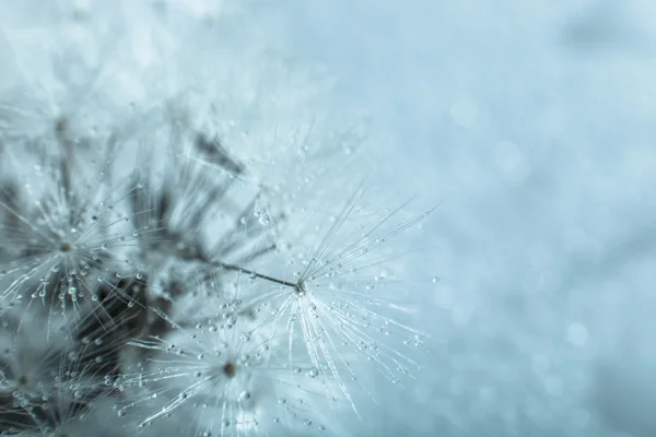 Dandelion seed — Stock Photo, Image