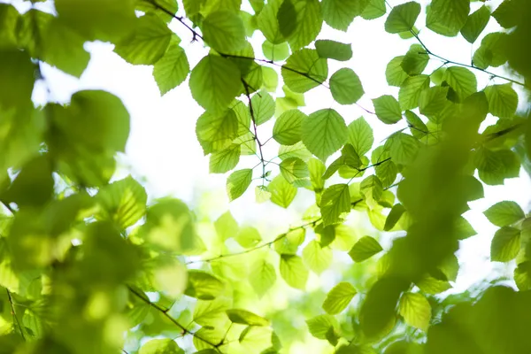 Groene Voorjaarsbladeren — Stockfoto