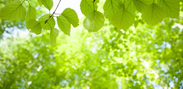 Green Leaves — Stock Photo, Image