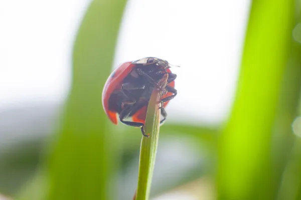 Kumbang kecil — Stok Foto