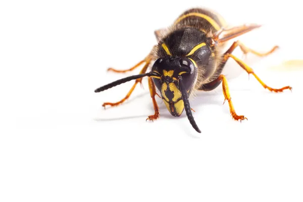 Wasp on white — Stock Photo, Image