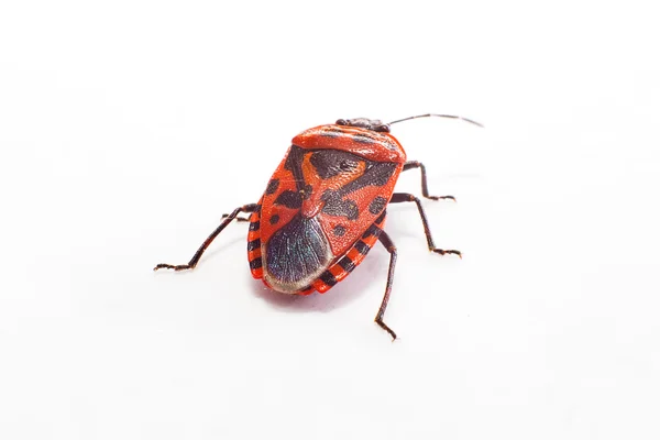 Beetle — Stock Photo, Image