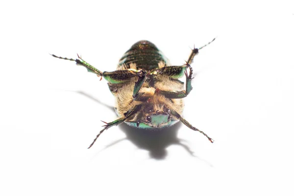 Dead Animal Beetle — Stock Photo, Image