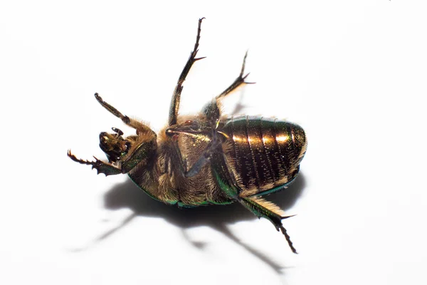 Toter Tierkäfer — Stockfoto