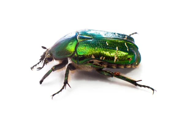 Beetle — Stock Photo, Image