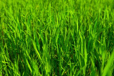 Sabahları taze çimenler