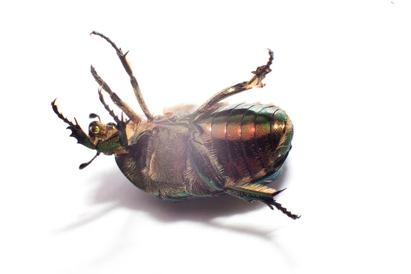 Beetle — Stock Photo, Image