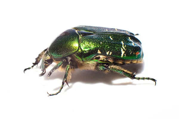 Kumbang — Stok Foto