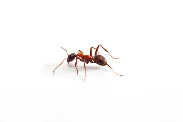 Close up of ant  on white. — Stock Photo, Image
