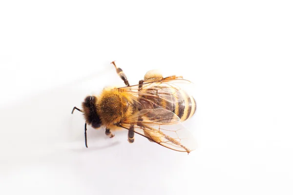 Primer plano de una sola abeja aislada sobre un fondo blanco —  Fotos de Stock