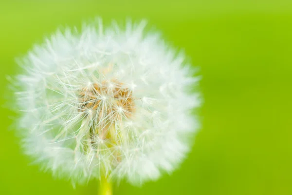 Dandelion dengan benih — Stok Foto