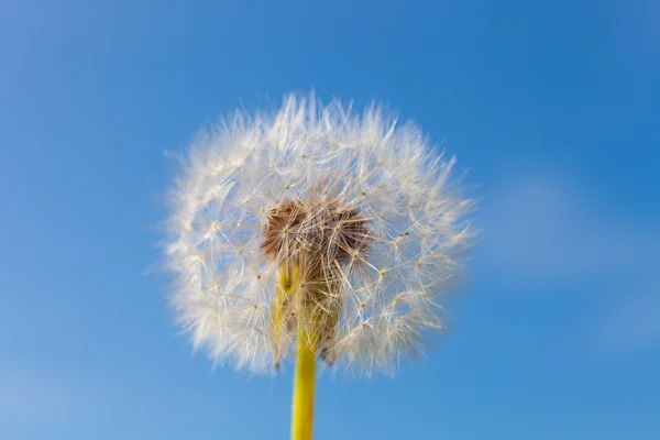 Одуванчик и семена в голубом небе — стоковое фото