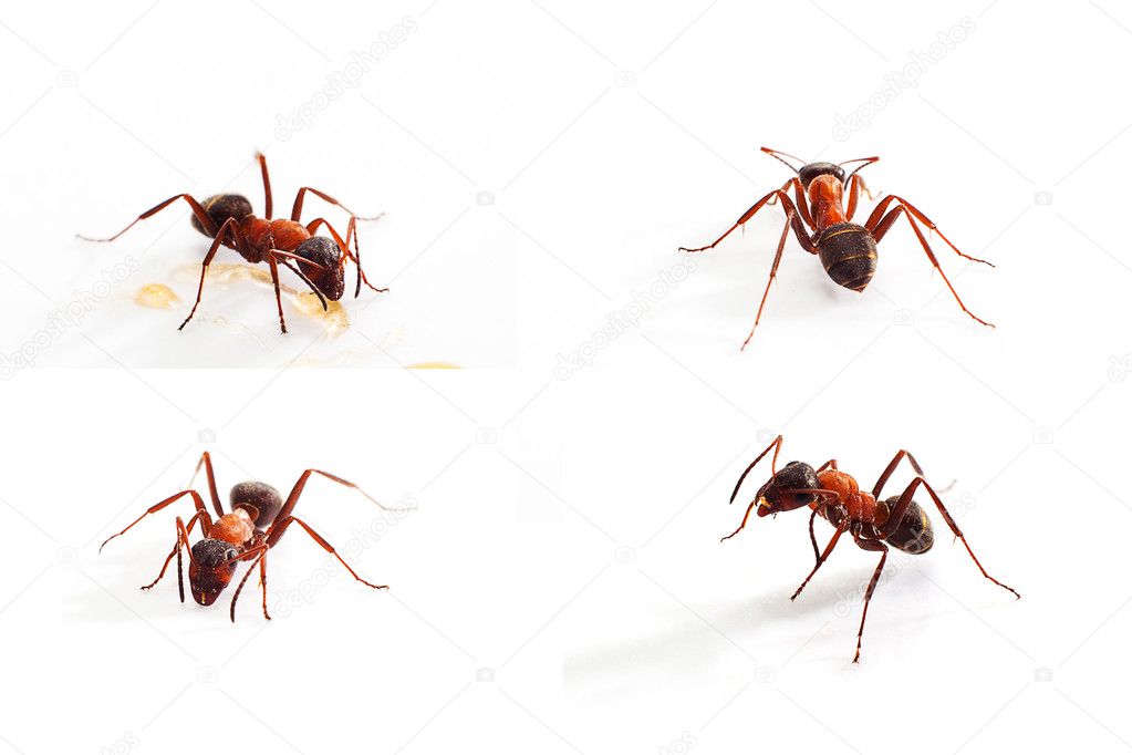 Close up of ant  on white.
