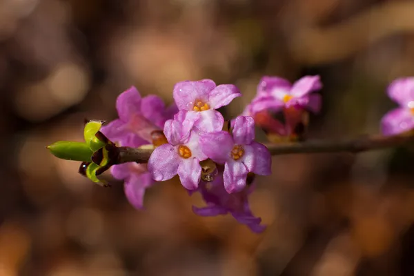 Flor púrpura — Foto de Stock