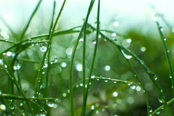 Naturaleza borrosa —  Fotos de Stock