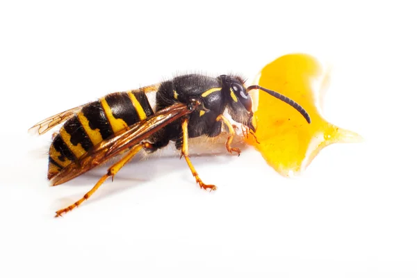 Wasp on white — Stock Photo, Image