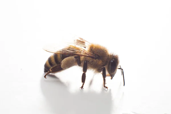 Gros plan d'une seule abeille isolée sur un fond blanc — Photo