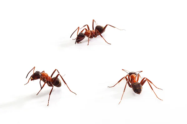 Ant on White — Stock Photo, Image