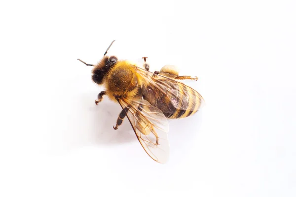 Gros plan d'une seule abeille isolée sur un fond blanc — Photo